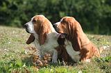 BASSET HOUND 196